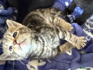Mixed Breed cats Tabu and Black cute kittens - Advert 4
