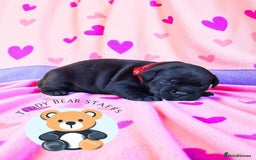 Staffordshire Bull Terrier dogs for sale: TEDDY BEAR STAFFS 🧸 NOW AVAILABLE 😍😍 - Image 6