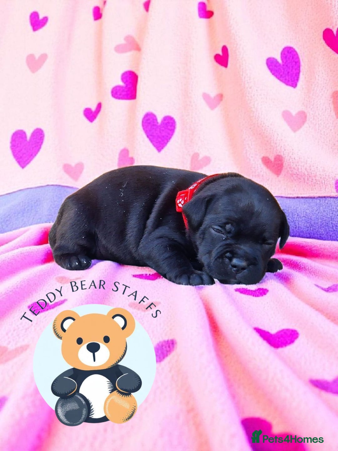 Staffordshire Bull Terrier dogs for sale: TEDDY BEAR STAFFS 🧸 NOW AVAILABLE 😍😍 - Image 6
