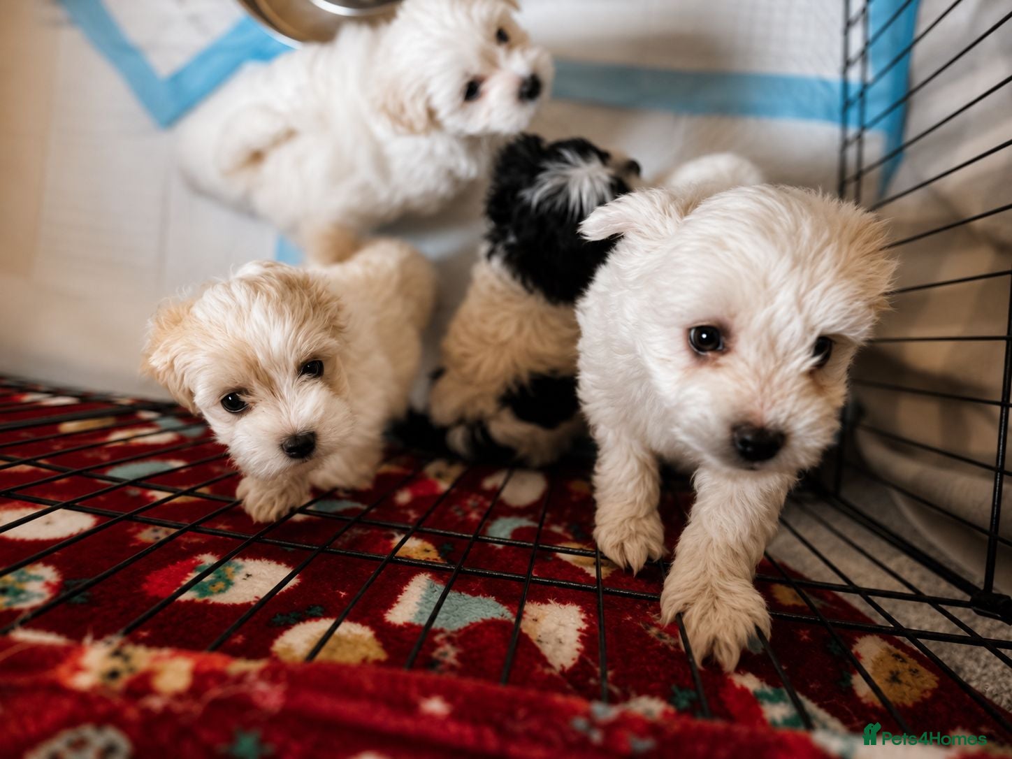 Maltese dogs 4 beautiful Maltese pups for sale. - Advert 5