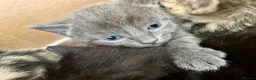 Russian Blue cats for sale: Beautiful Russian blue British shorthair cross  - Advert 10
