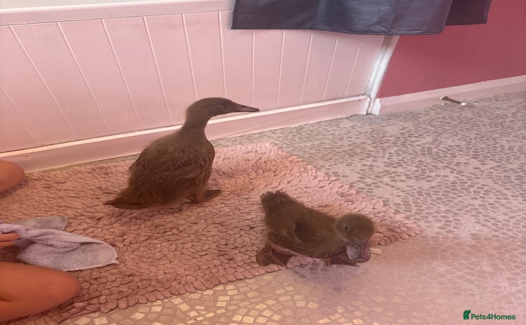 Ducks poultry - Advert 6