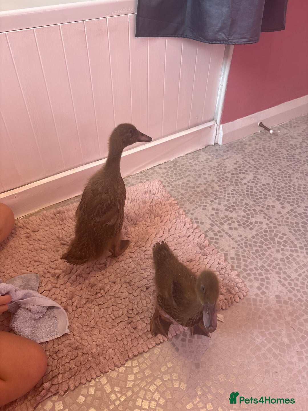 Ducks poultry for sale: Khaki Campbell ducklings  - Image 1