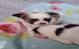 Chihuahua dogs for sale: Long Coat Chihuahua puppies - Image 14