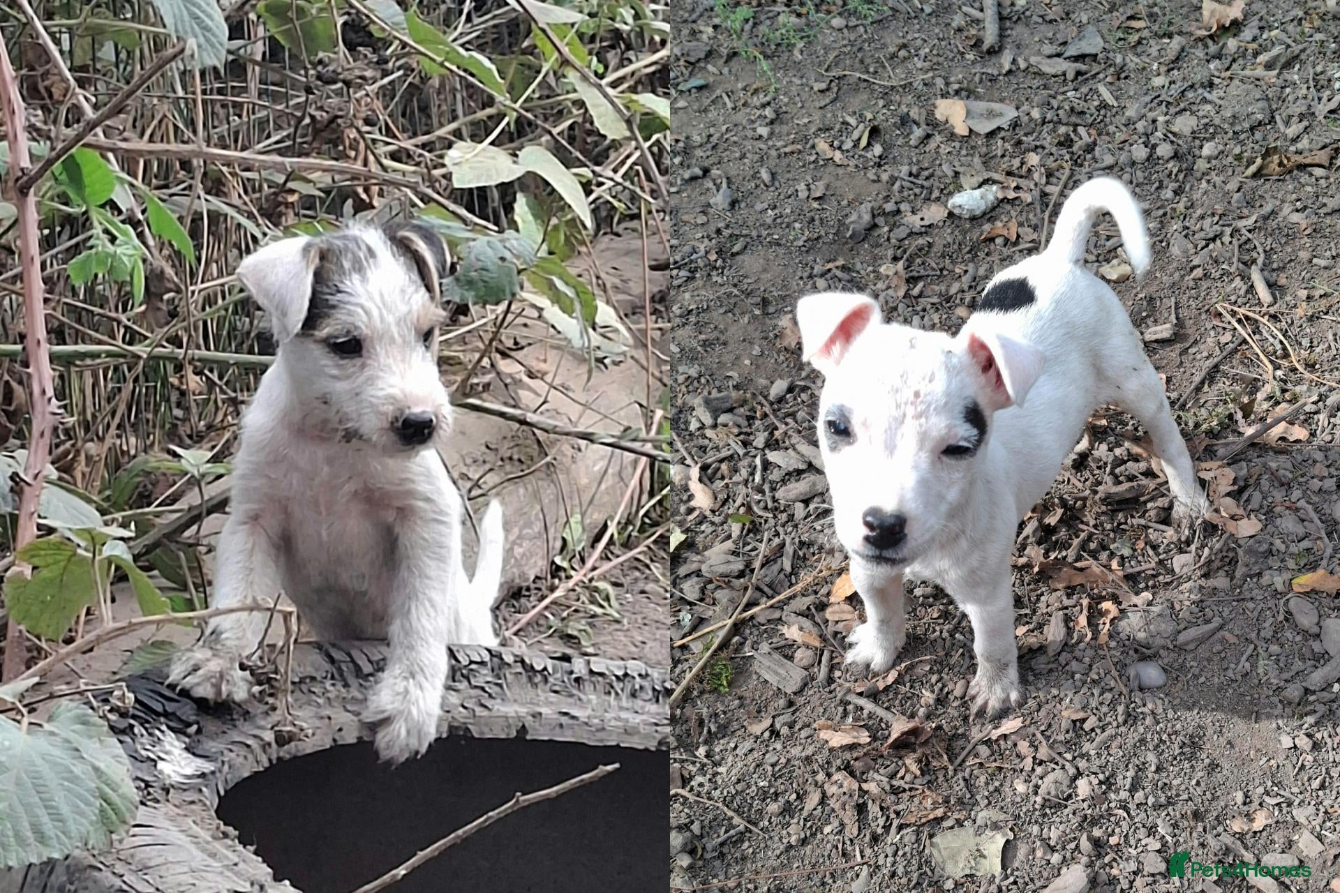Jack Russell dogs Fully vaccinated JRT male puppies - Advert 1