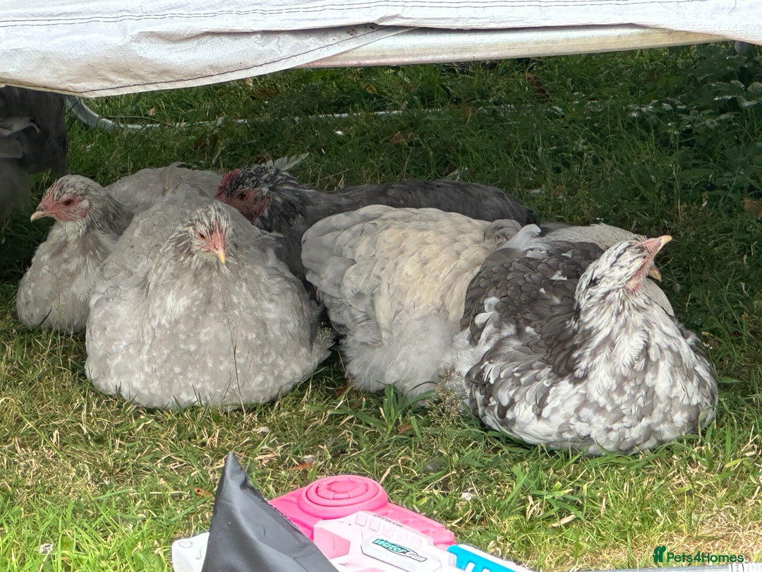 Chickens poultry for sale: Orpington’s chickens for sale  - Image 7