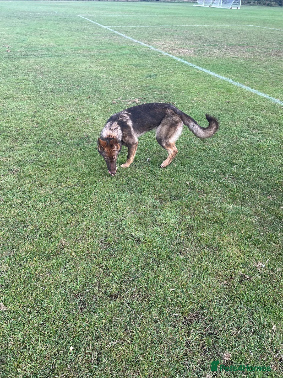 German Shepherd dogs for sale: Liver German shepherd  in Leicester - Advert 2