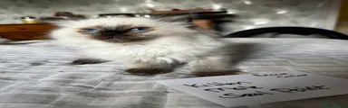 Ragdoll Kitten 4