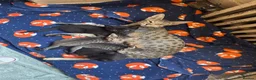 Savannah cats for sale: SavannahX GORGEOUS kittens  - Advert 20