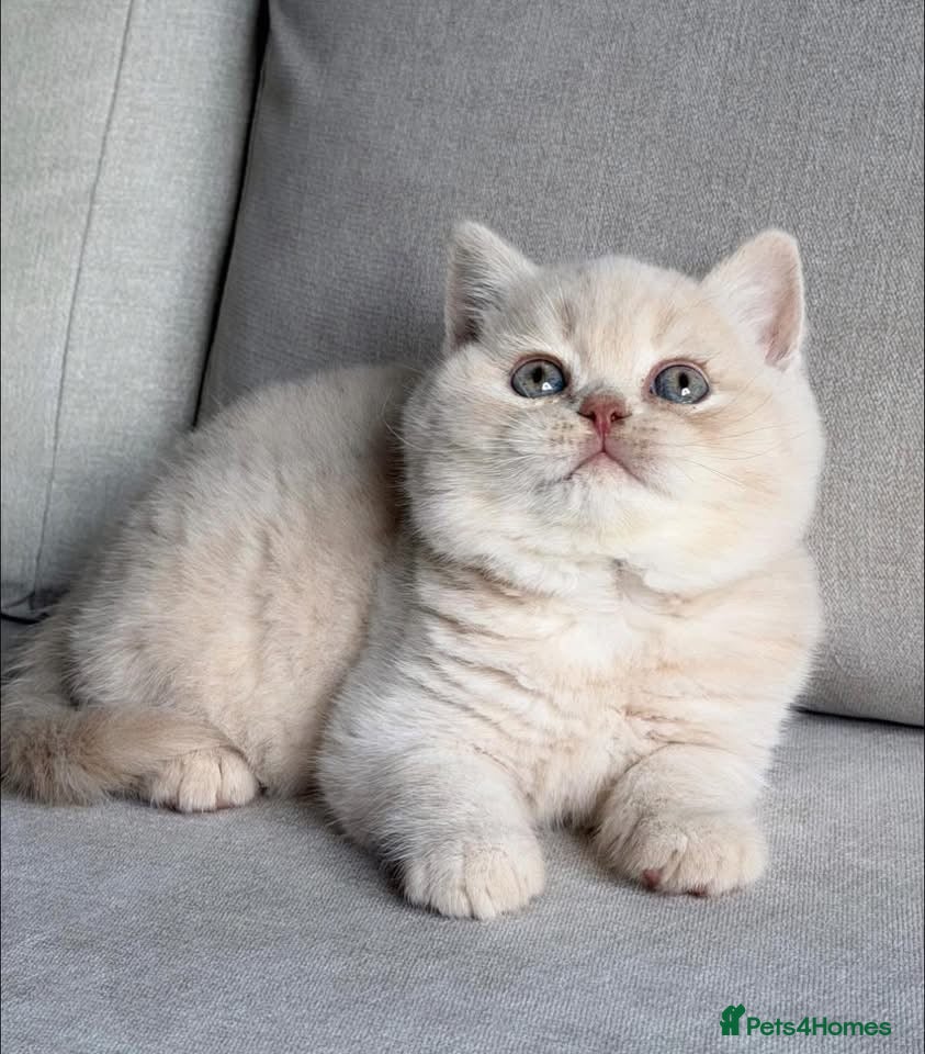 British Shorthair cats Beautiful boys  - Advert 1