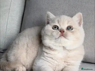 British Shorthair cats Beautiful boys - Advert 1