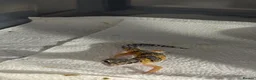 Leopard Gecko reptiles for sale: Baby Leopard Geckos with Equipment – Captive Bred - Advert 10