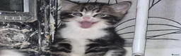 Mixed Breed cats for sale: Adorable little girls are looking for new home - Advert 10