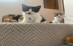 Mixed Breed cats for sale: 5 cute kittens for sale  - Image 18