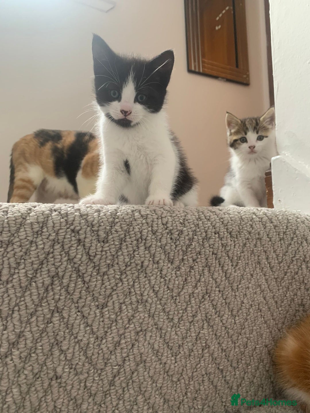 Mixed Breed cats for sale: 5 cute kittens for sale  - Image 18