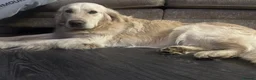 Goldador dogs for sale: Beautiful goldadors looking for forever homes - Advert 12