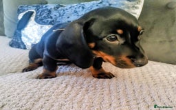 Dachshund dogs for sale: MINIATURE DACHSHUND!Only boy left. - Image 16