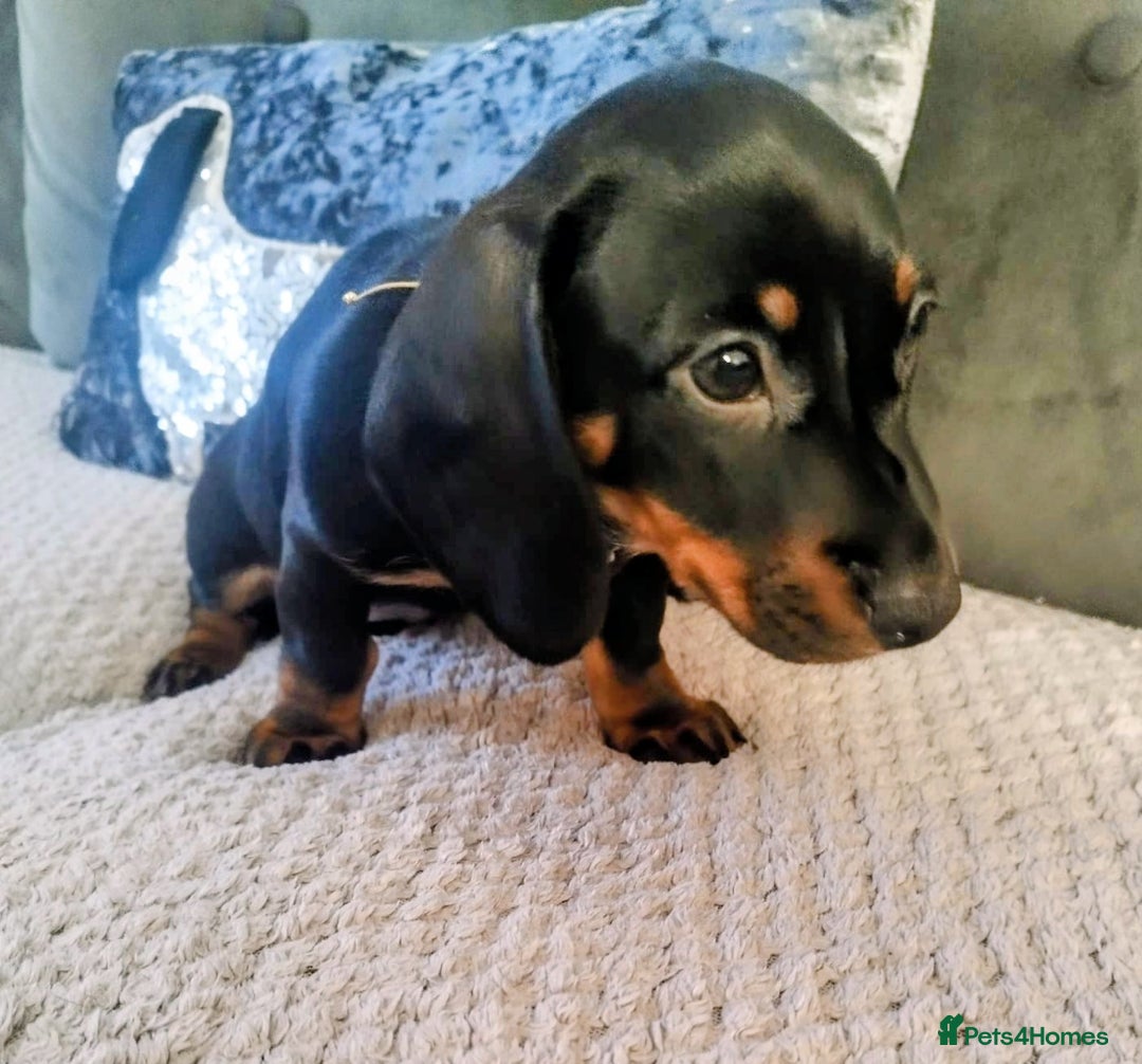 Dachshund dogs for sale: MINIATURE DACHSHUND!Only boy left. - Image 16