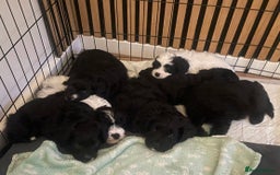 Cavapoo dogs for sale: BEAUTIFUL Toy Cavapoos! - Image 6