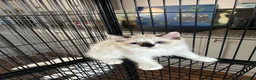 Ragdoll cats for sale: Ragdoll kittens for sale - Advert 8