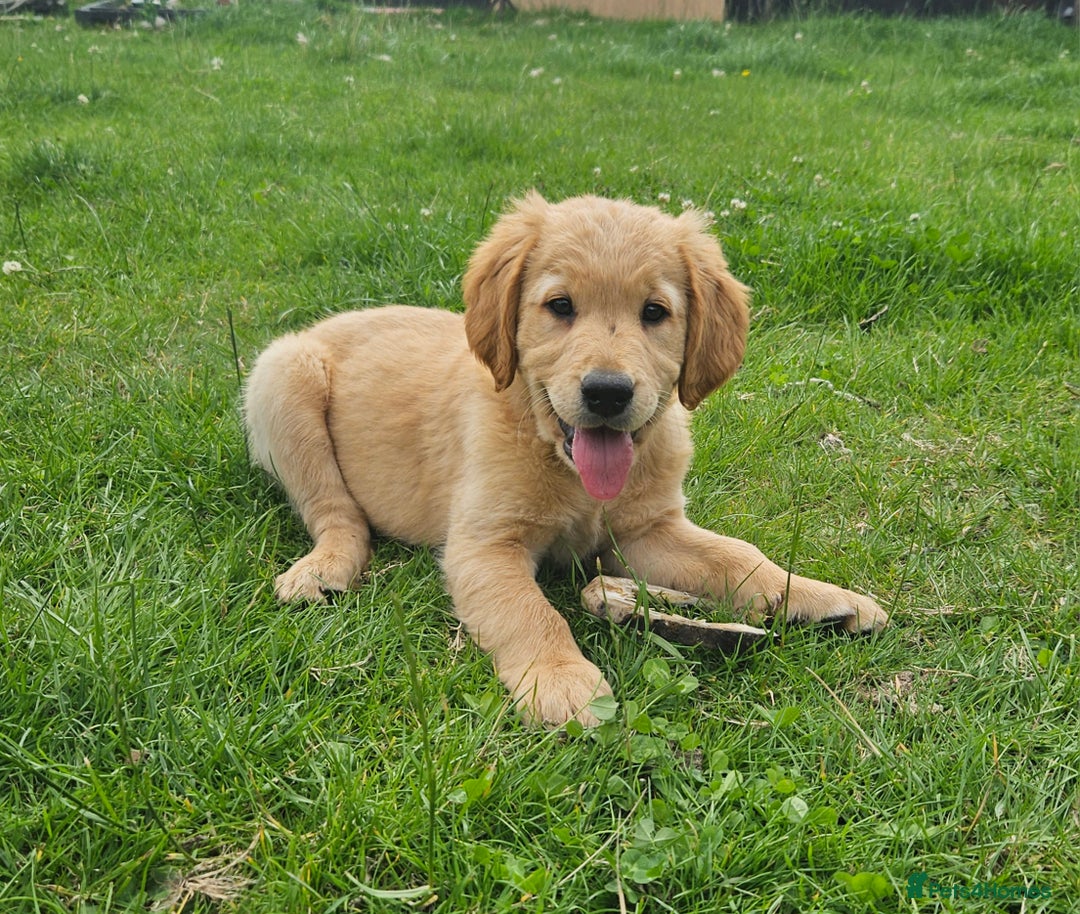 Golden Retriever dogs for sale: Golden retriever pups - Image 3