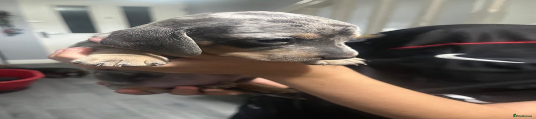 Dachshund Puppy 5