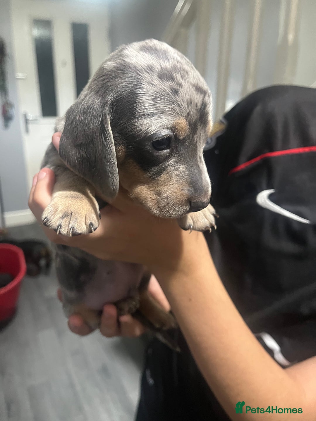 Dachshund dogs for sale: Beautiful litter of dachshund babies  - Image 7
