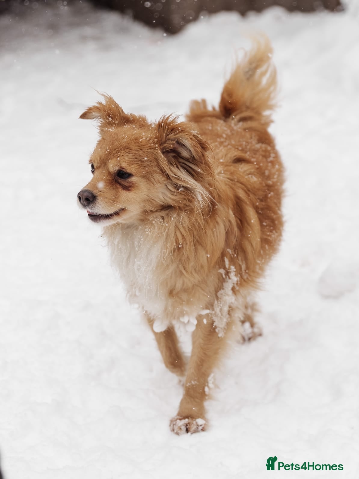 Mixed Breed dogs ❤️Zabka❤️ little 1,5-year-old angel - Advert 1