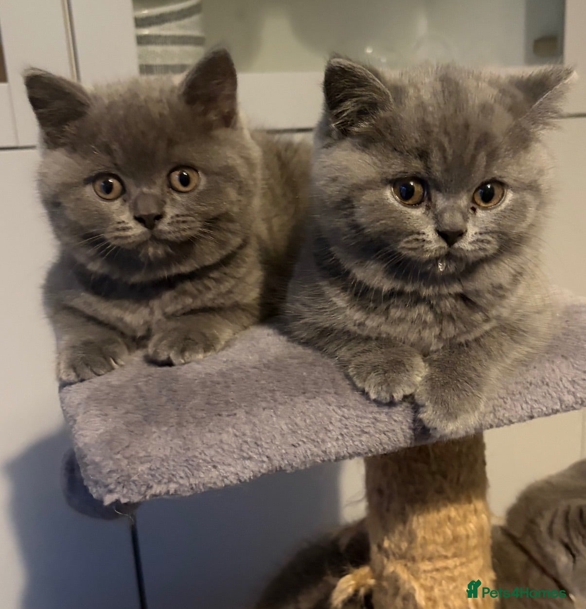 British Shorthair cats 5 beautiful British shorthair Kittens for sale  - Advert 1