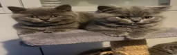 British Shorthair cats for sale: 5 beautiful British shorthair Kittens for sale  - Advert 3