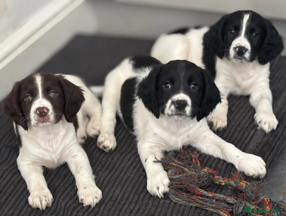 English Springer Spaniel dogs for sale: Stunning English Springer spaniel puppies  in Burntwood - Advert 1