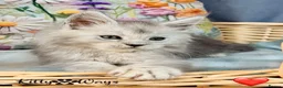 Maine Coon cats for sale: 🐾💠 *TICA REG* SILVER MAINE COON KITTENS 💠🐾 - Advert 16