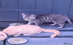 British Shorthair cats for sale: 3 gorgeous kittens left - Image 1
