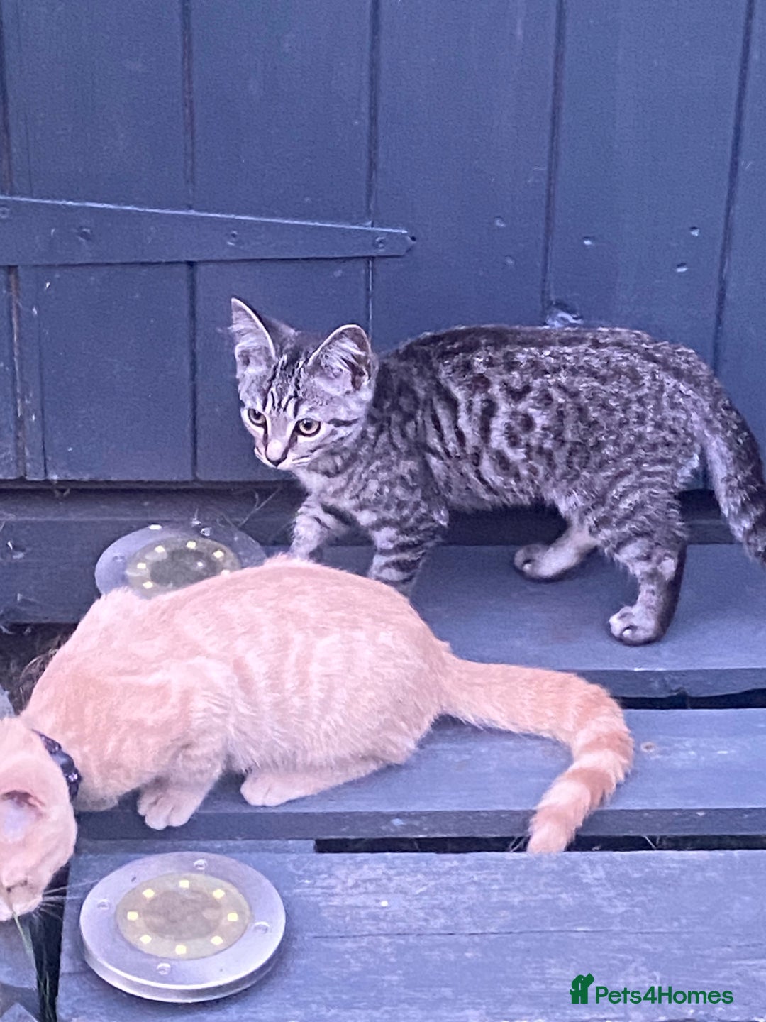 British Shorthair cats for sale: 3 gorgeous kittens left - Image 1