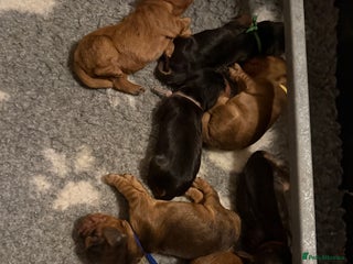 Cocker Spaniel dogs KC Reg Show Cocker Spaniel Puppies - Advert 15