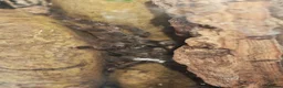 Tarantulas invertebrates for sale: tarantulas, Scorpions, Geckos,bugs and snails. - Advert 35