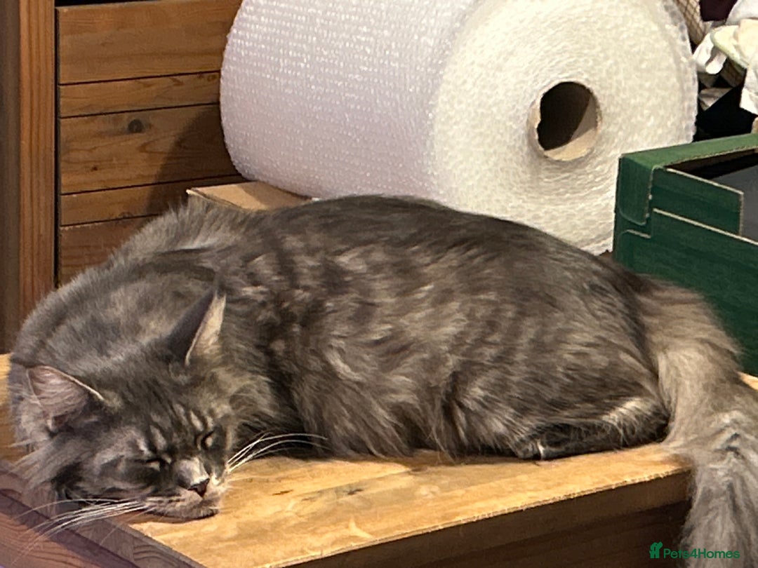 Maine Coon cats for sale: Only 2 kittens left - Maine Coon cross kittens RTL - Advert 1