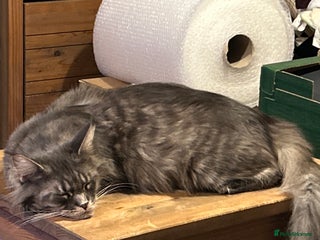 Maine Coon cats Only 2 kittens left - Maine Coon cross kittens RTL - Advert 1