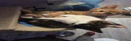 British Shorthair cats for sale: Beautiful Kittens, ready to go - Advert 7