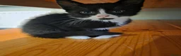 Mixed Breed cats for sale: 3 females  - Advert 4