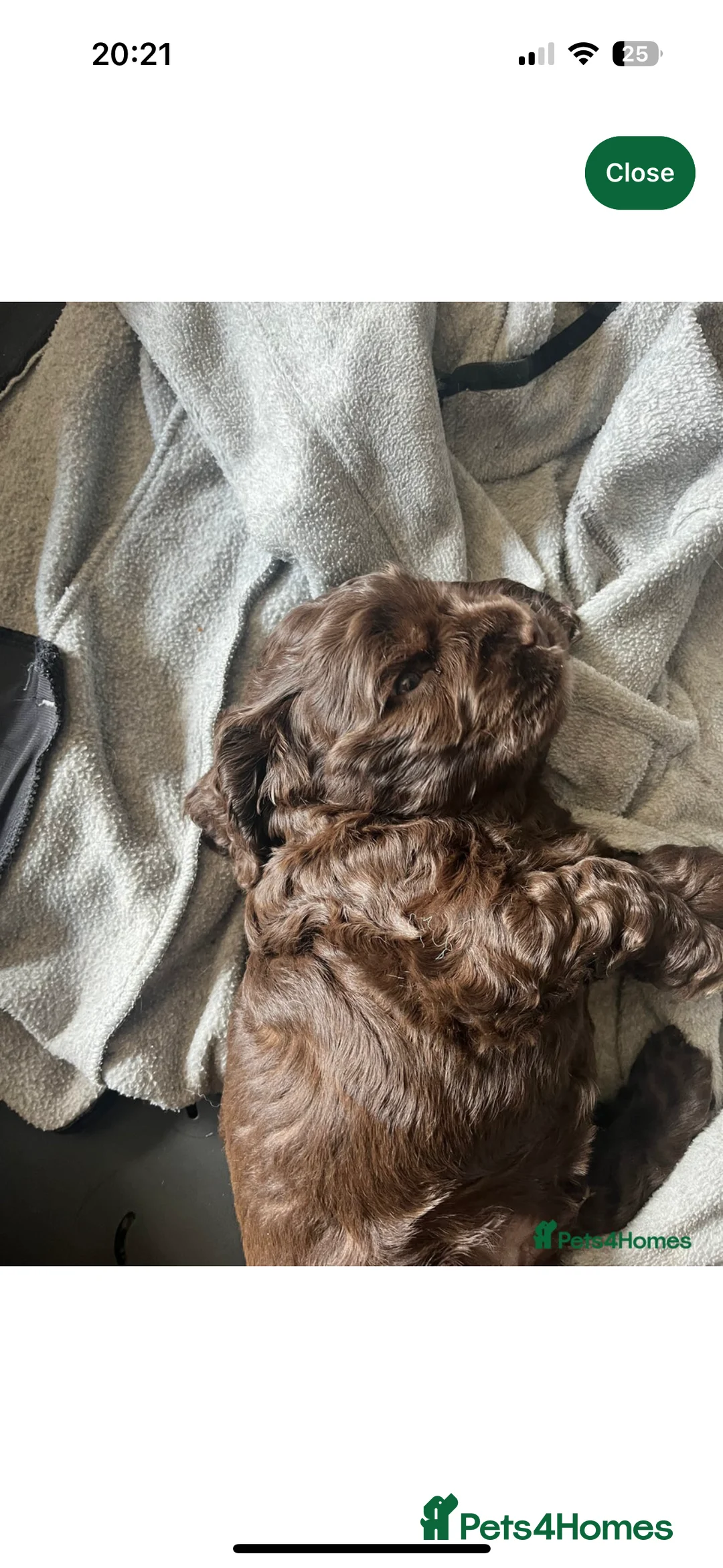 American Cocker Spaniel dogs for stud: KC PROVEN American Cocker Spaniel Stud (0.1% COI) in Stafford - Advert 18