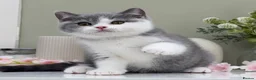 British Shorthair cats for sale: Champion bred Quality kittens   - Advert 2