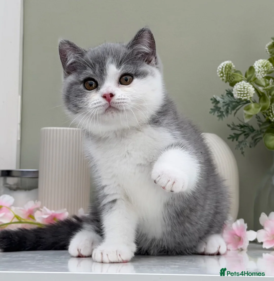 British Shorthair cats for sale: Champion bred Quality kittens   - Advert 2