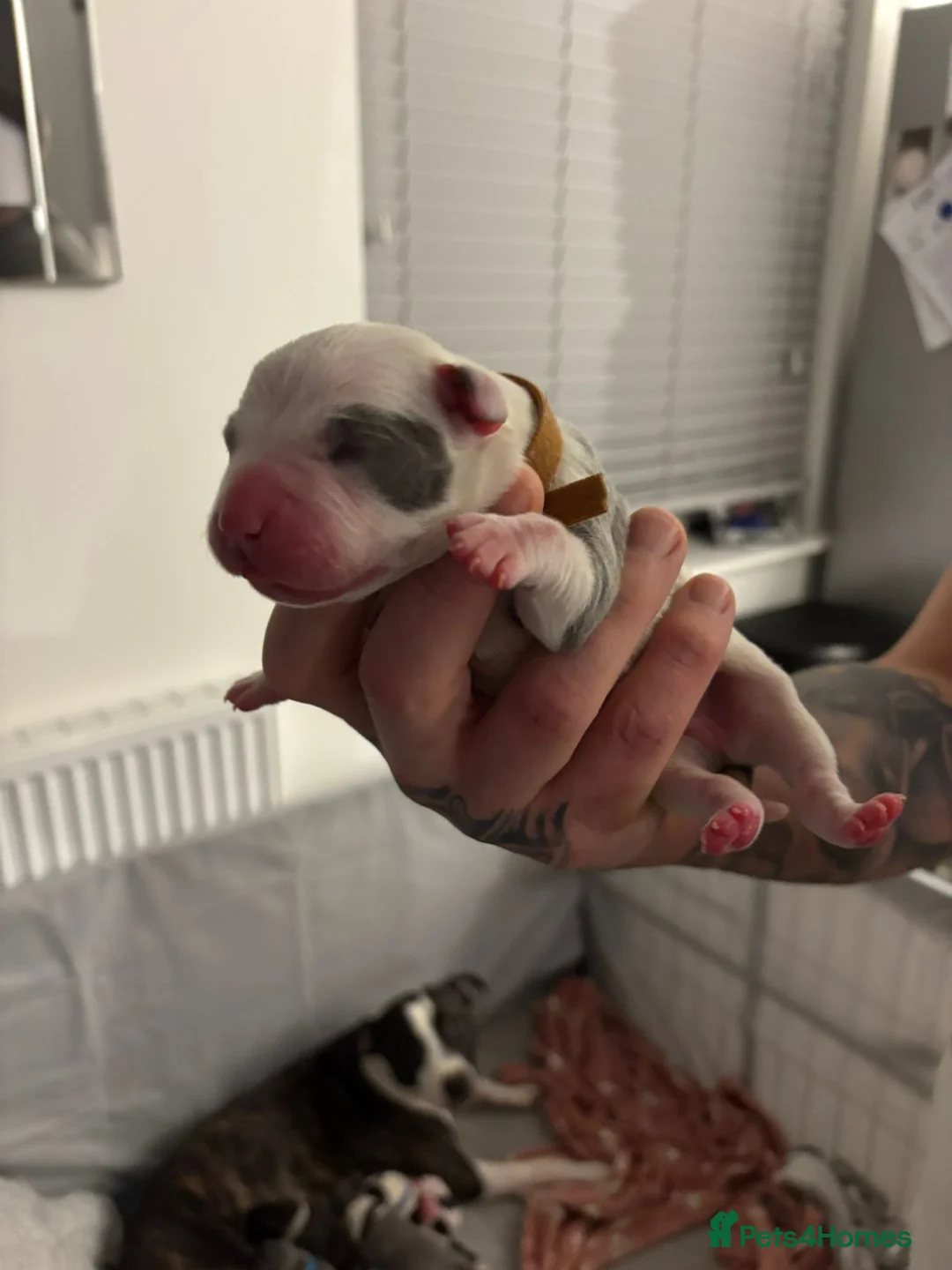 Staffordshire Bull Terrier dogs for sale: Beautiful litre of staffs for sale  in Colchester - Advert 7