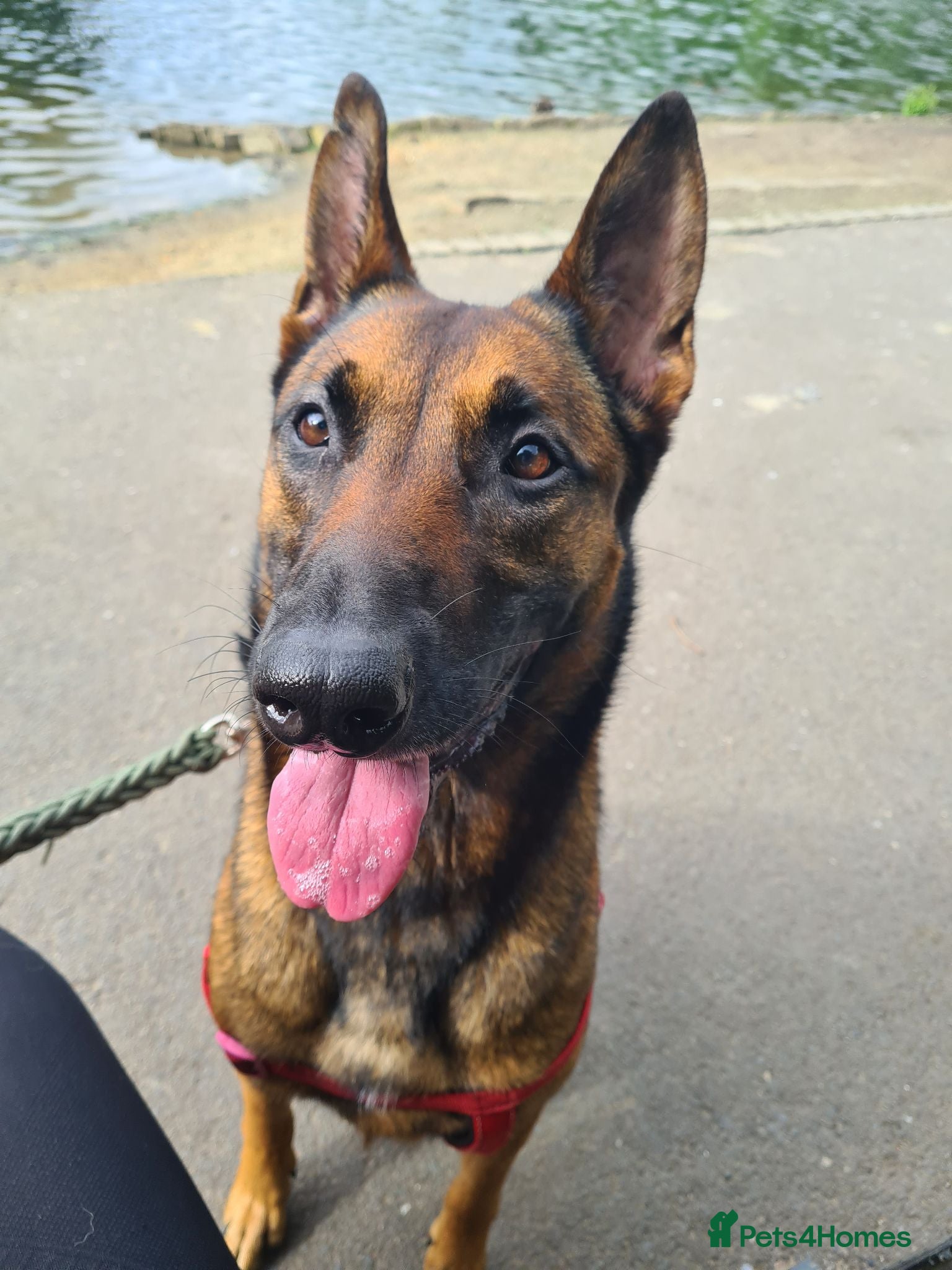 Belgian Shepherd Dog dogs Belgian Malinois - Advert 1