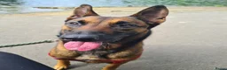 Belgian Shepherd Dog dogs for sale: Belgian Malinois - Advert 1