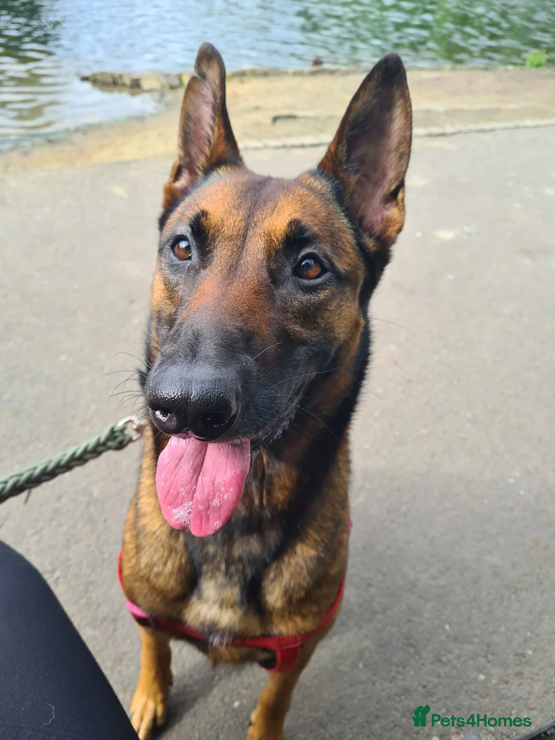 Belgian Shepherd Dog dogs for sale: Belgian Malinois - Advert 1