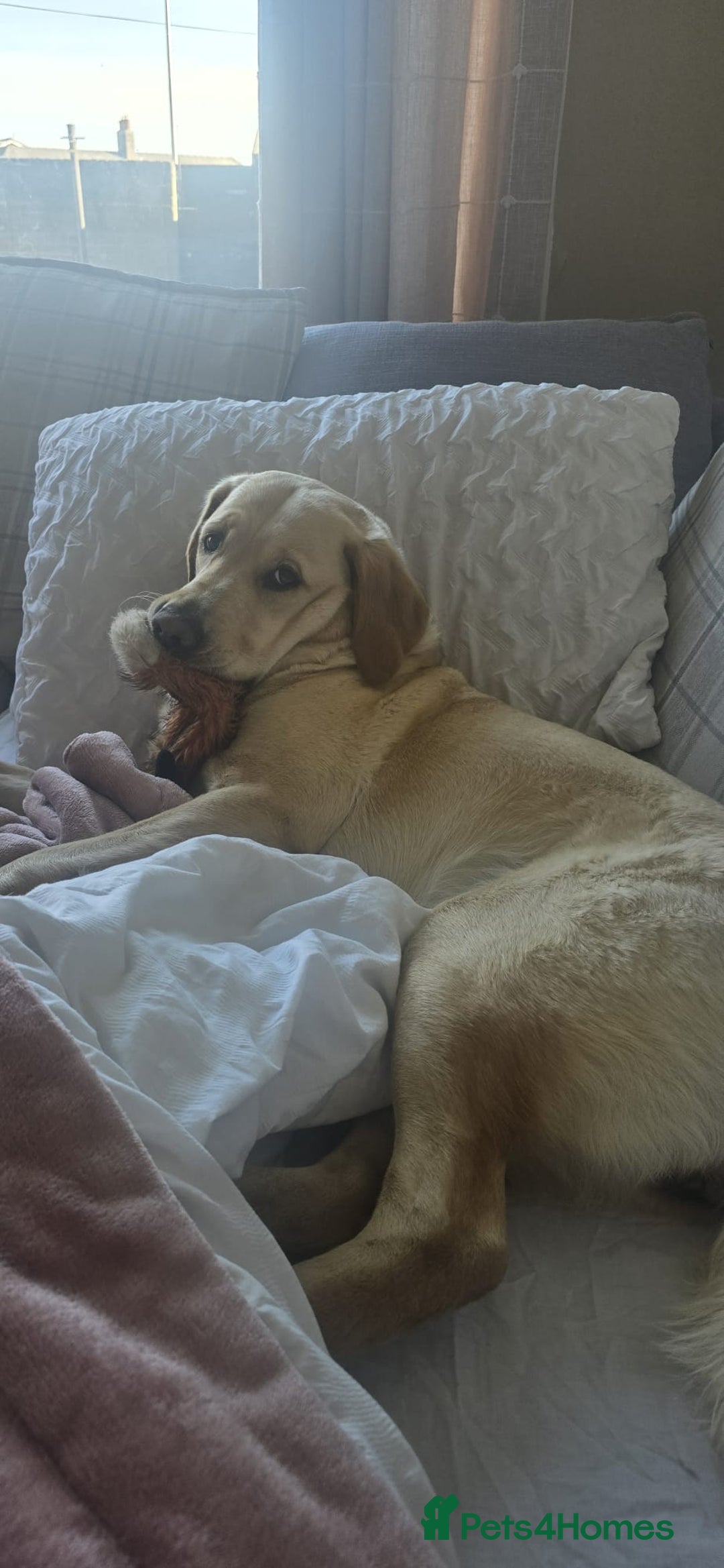 Golden Retriever dogs for sale: Expected Litter Golden Retriever / Golador Puppies - Advert 8