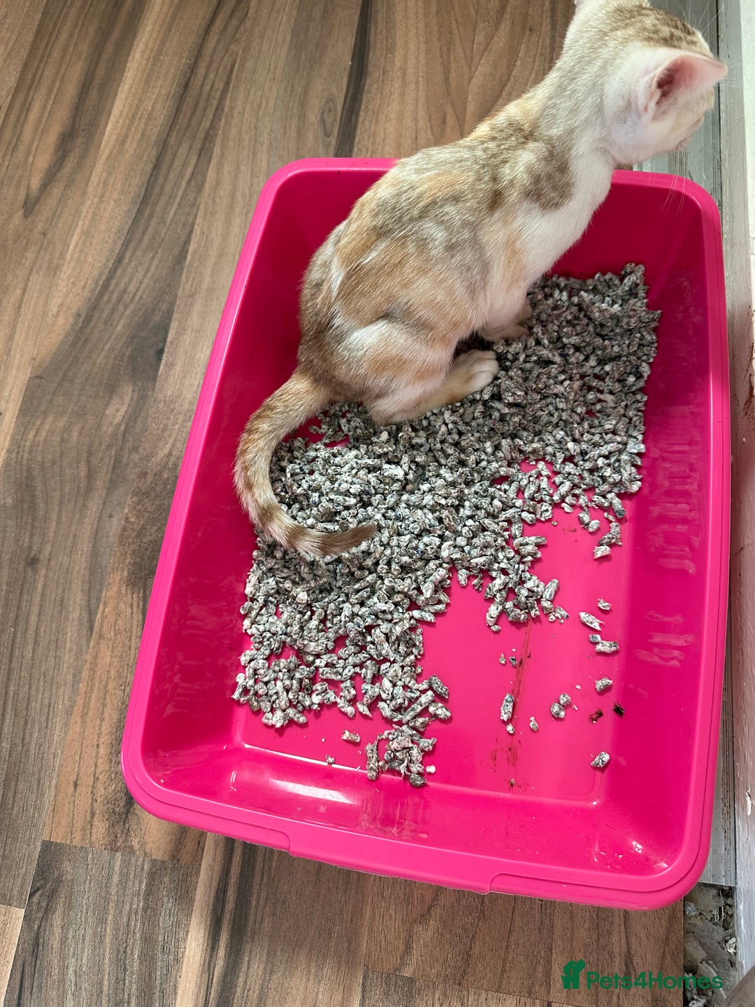 Mixed Breed cats for sale: Crossed Between Oriental short hair & White Bengal - Advert 9