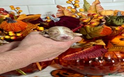 Cocker Spaniel dogs for sale: 6 kc reg cocker spaniel puppies fully dna tested  - Image 4